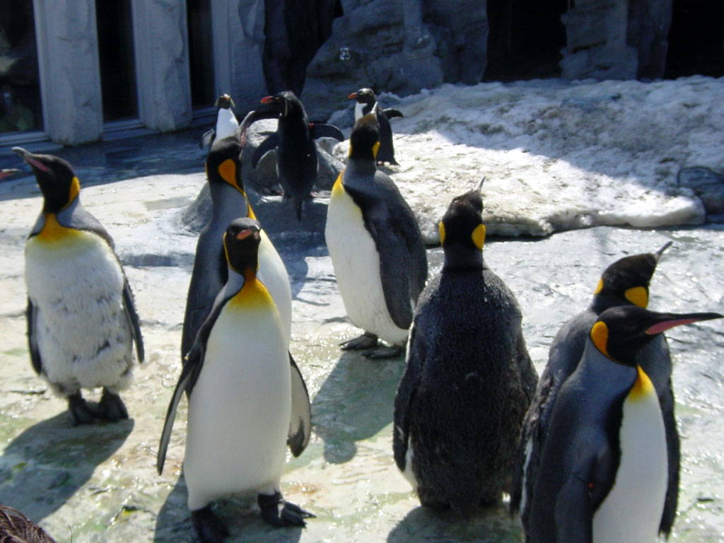 旭山動物園のキングペンギン